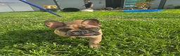 French Bulldog dogs for sale: Copper - Ad 3