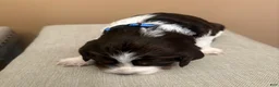 English Springer Spaniel dogs for sale: English Springer Spaniel 4 - Ad 4