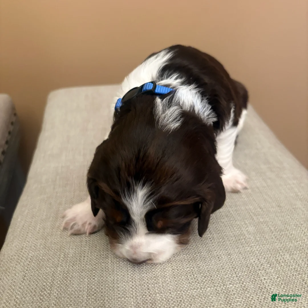English Springer Spaniel dogs for sale: English Springer Spaniel 4 - Ad 4