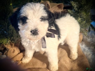 Bernedoodle dogs Australian Mountain Doodle Kate - Ad 32