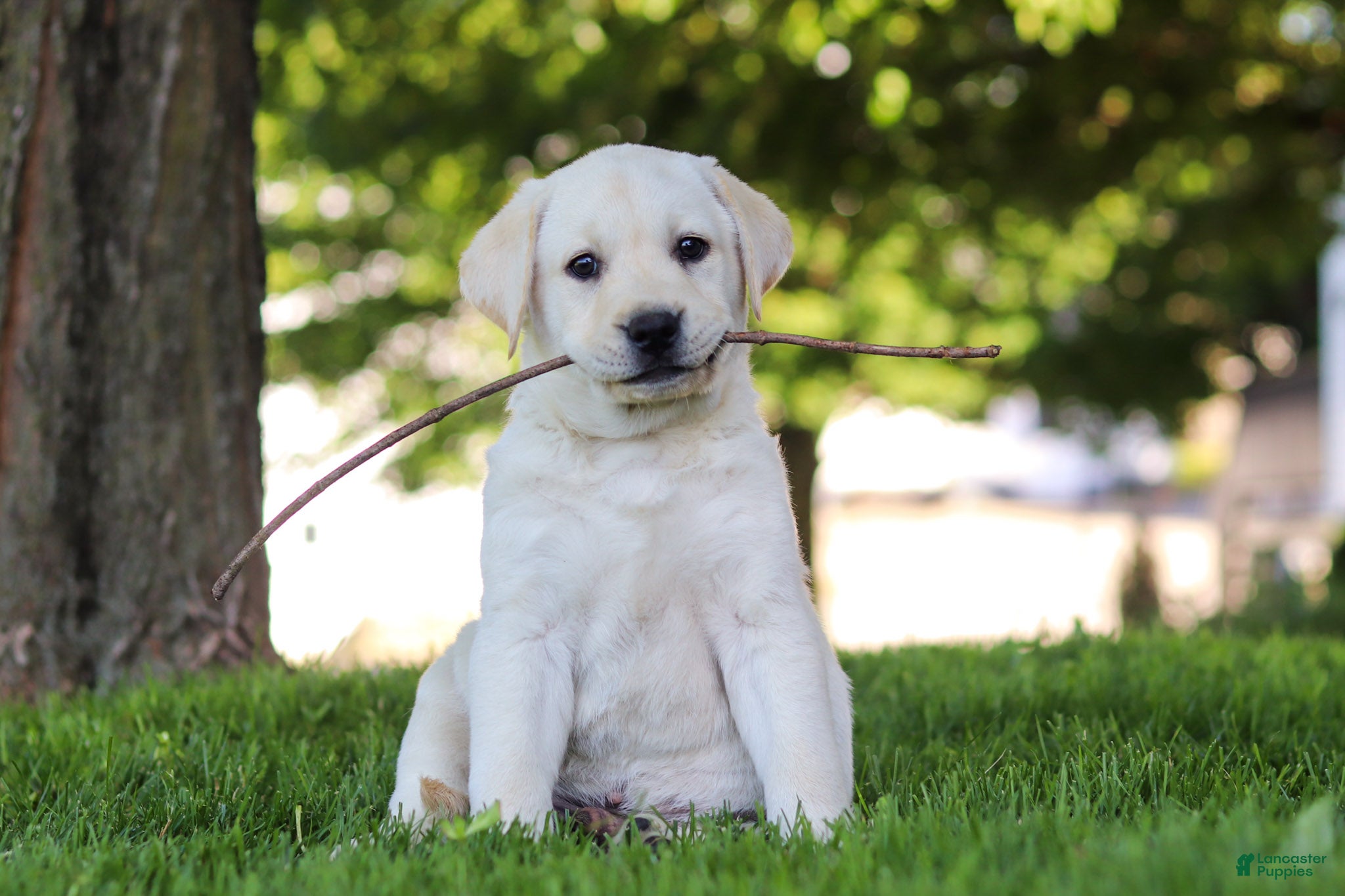 Labrador Retriever dogs for sale: Billy - Ad 1