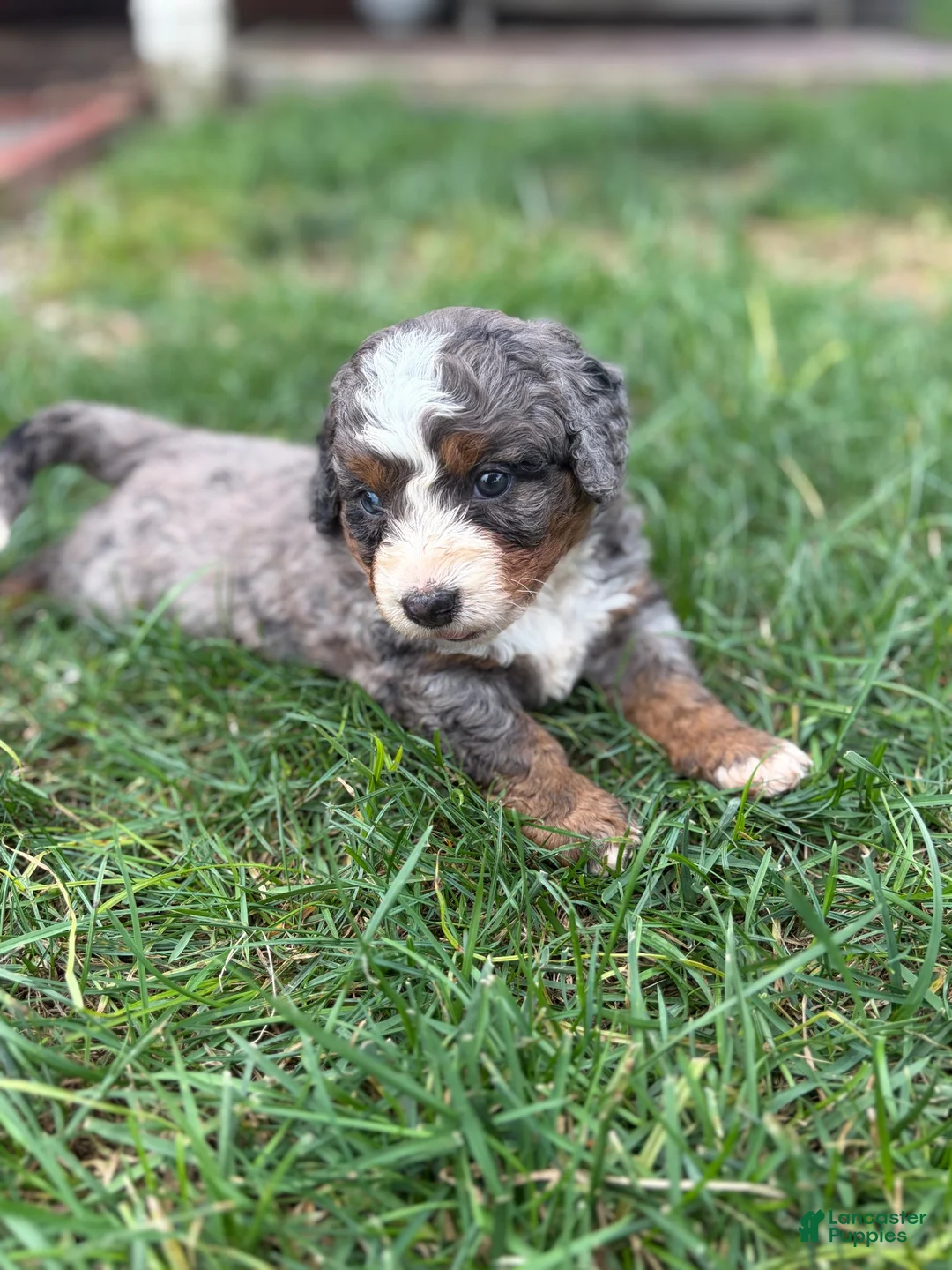 Mini Bernedoodle dogs for sale: Boston  - Ad 1
