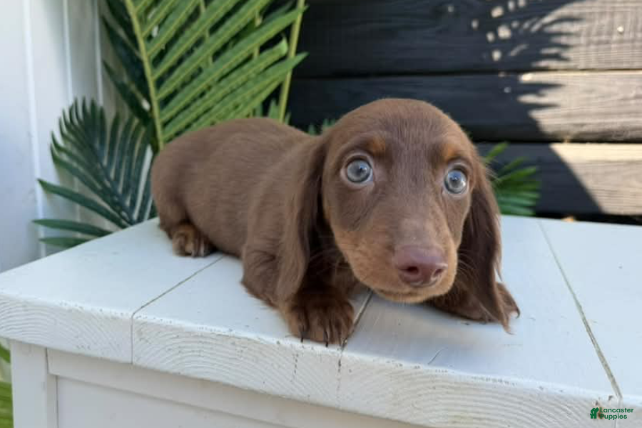 Dachshund dogs for sale: Andoullie - Ad 12