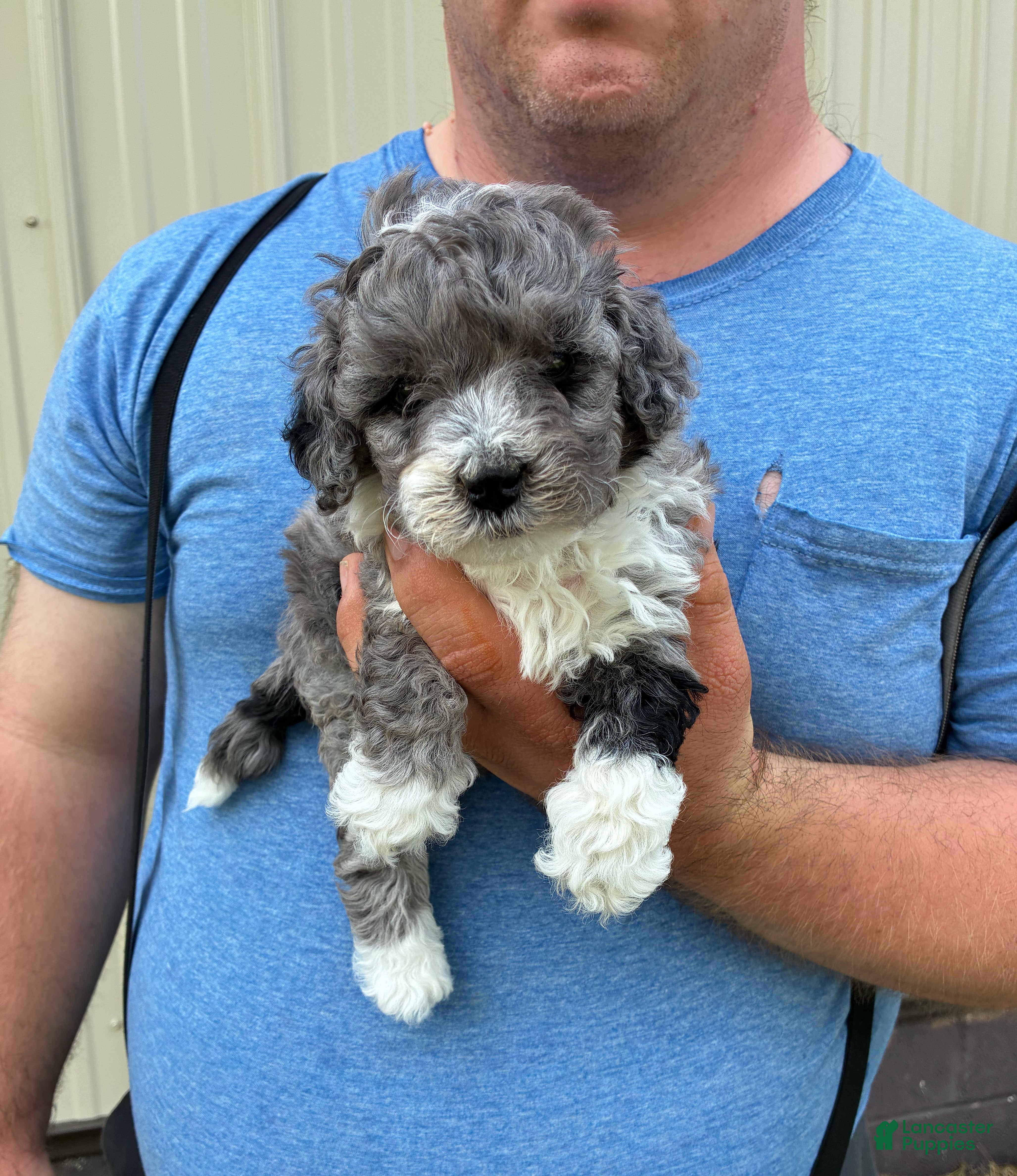 Mini Bernedoodle dogs Mini Bernedoodle 1 Sparky - Ad 1