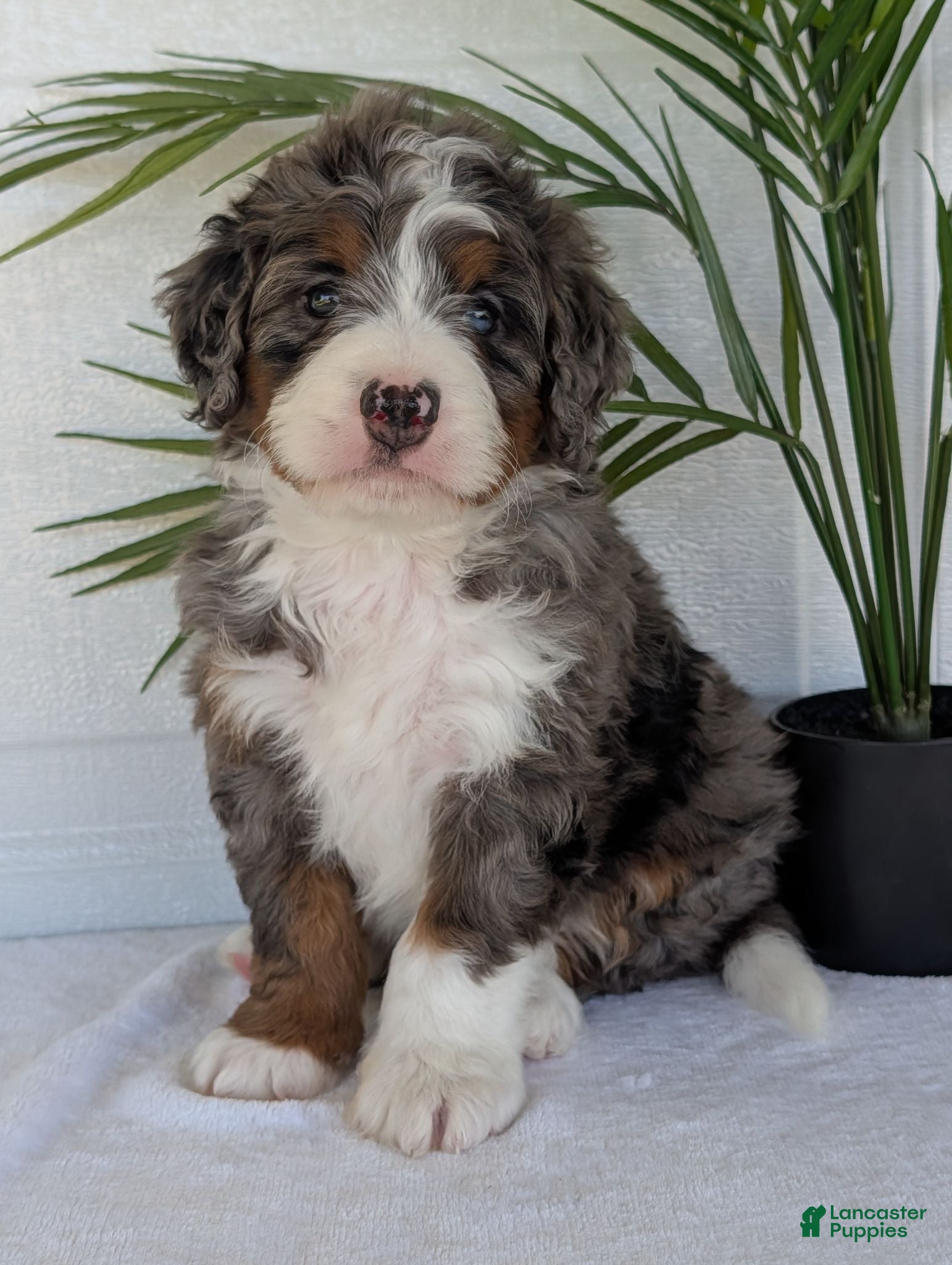 Mini Bernedoodle dogs Mini Asher  - Ad 7