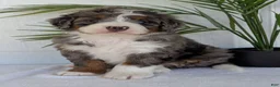 Mini Bernedoodle dogs for sale: Mini Asher  - Ad 1