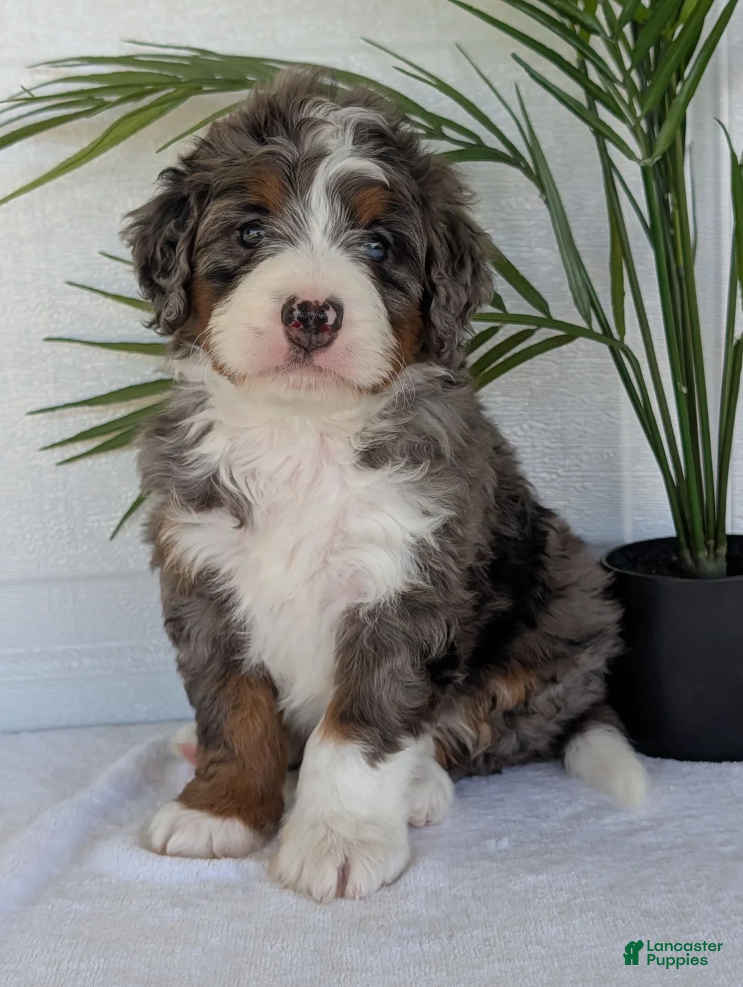 Mini Bernedoodle dogs for sale: Mini Asher  - Ad 1