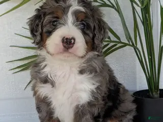 Mini Bernedoodle dogs Mini Asher - Ad 7