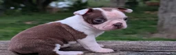 Boston Terrier dogs for sale: Polly - Ad 4