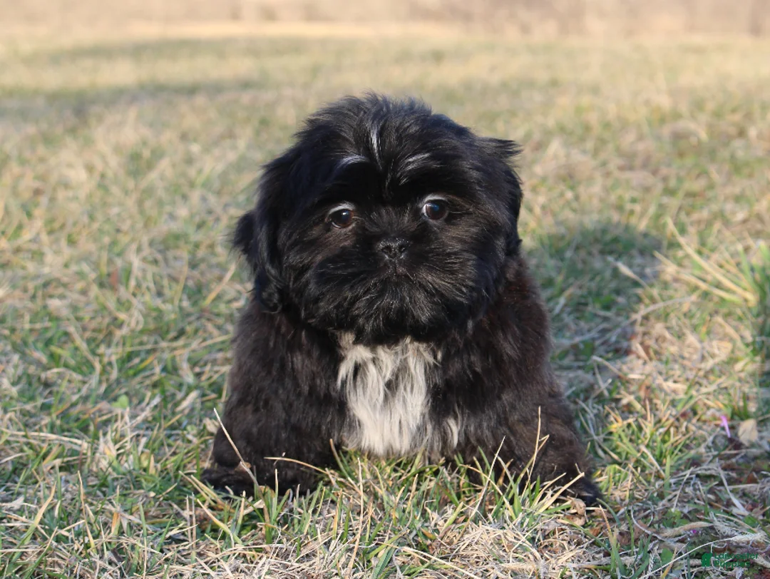 Shih Tzu dogs for sale: Elvis - Ad 5
