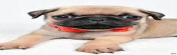Pug dogs for sale: Axel - Ad 6