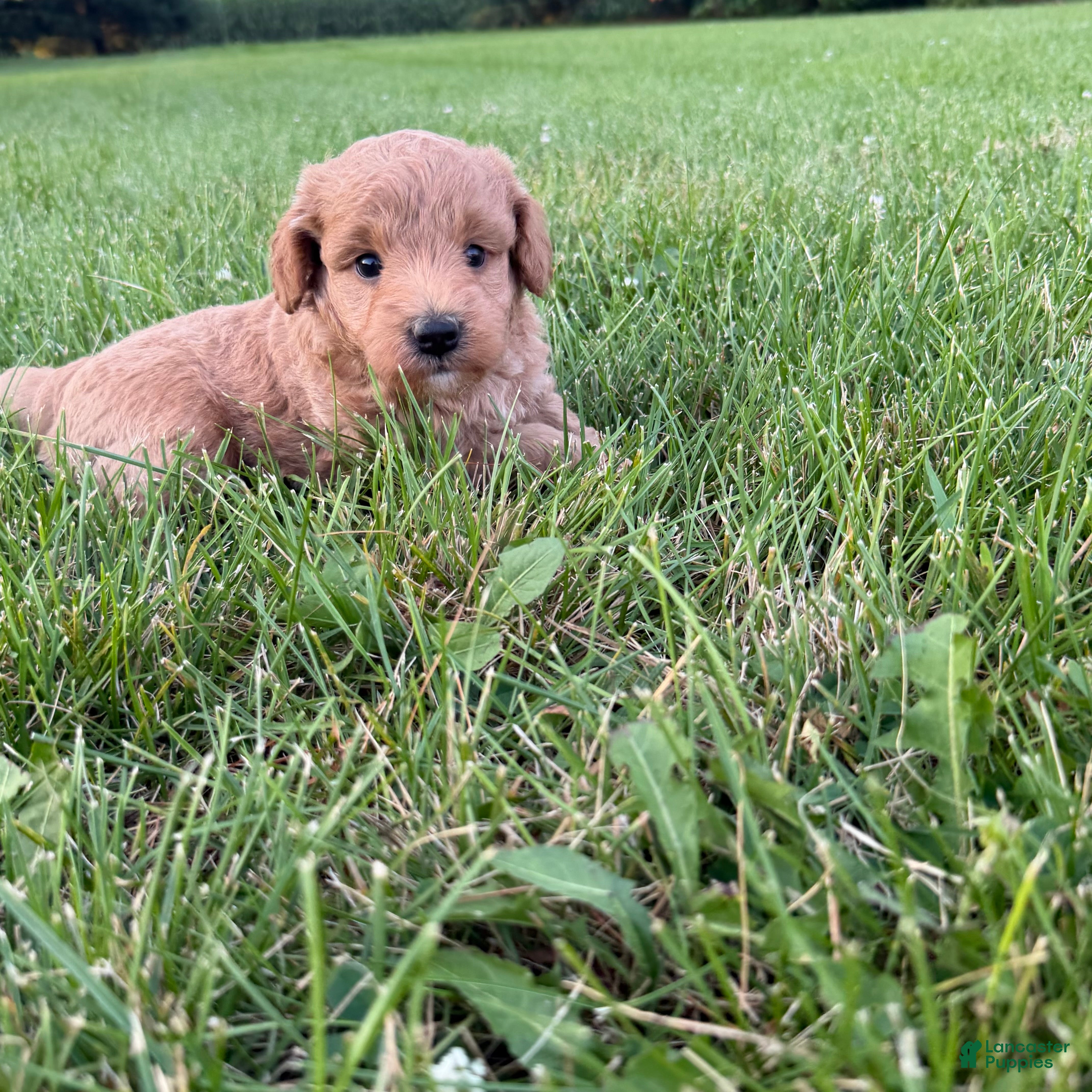 Mini Goldendoodle dogs Lexi Mini Goldendoodle  - Ad 2