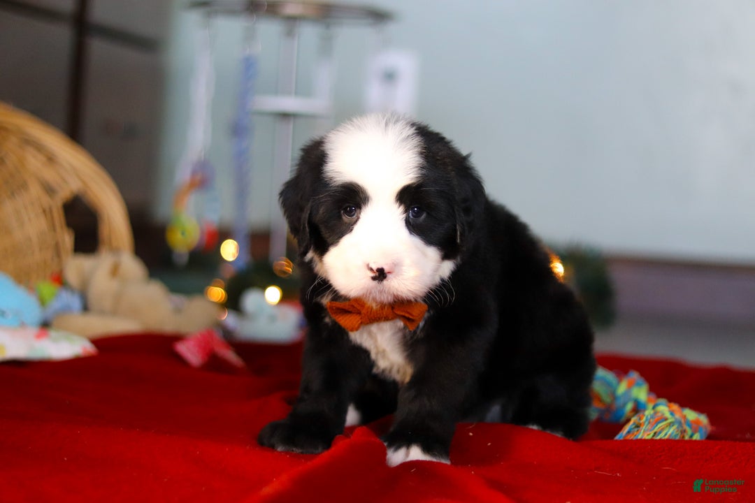 Bernedoodle dogs for sale: Charlie - Ad 4