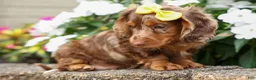 Miniature Dachshund dogs for sale: Ike💙 - Ad 9