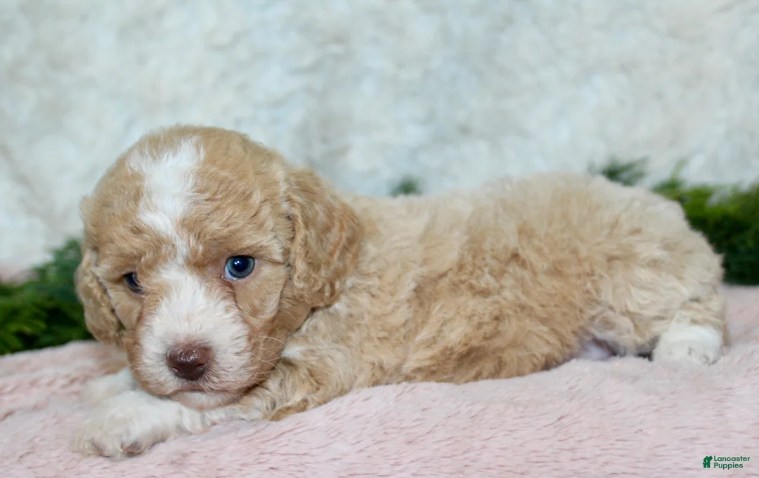 Bichpoo dogs for sale: Bichpoo 4 - Ad 5