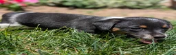 Jack Russell Terrier dogs for sale: Jack - Ad 5