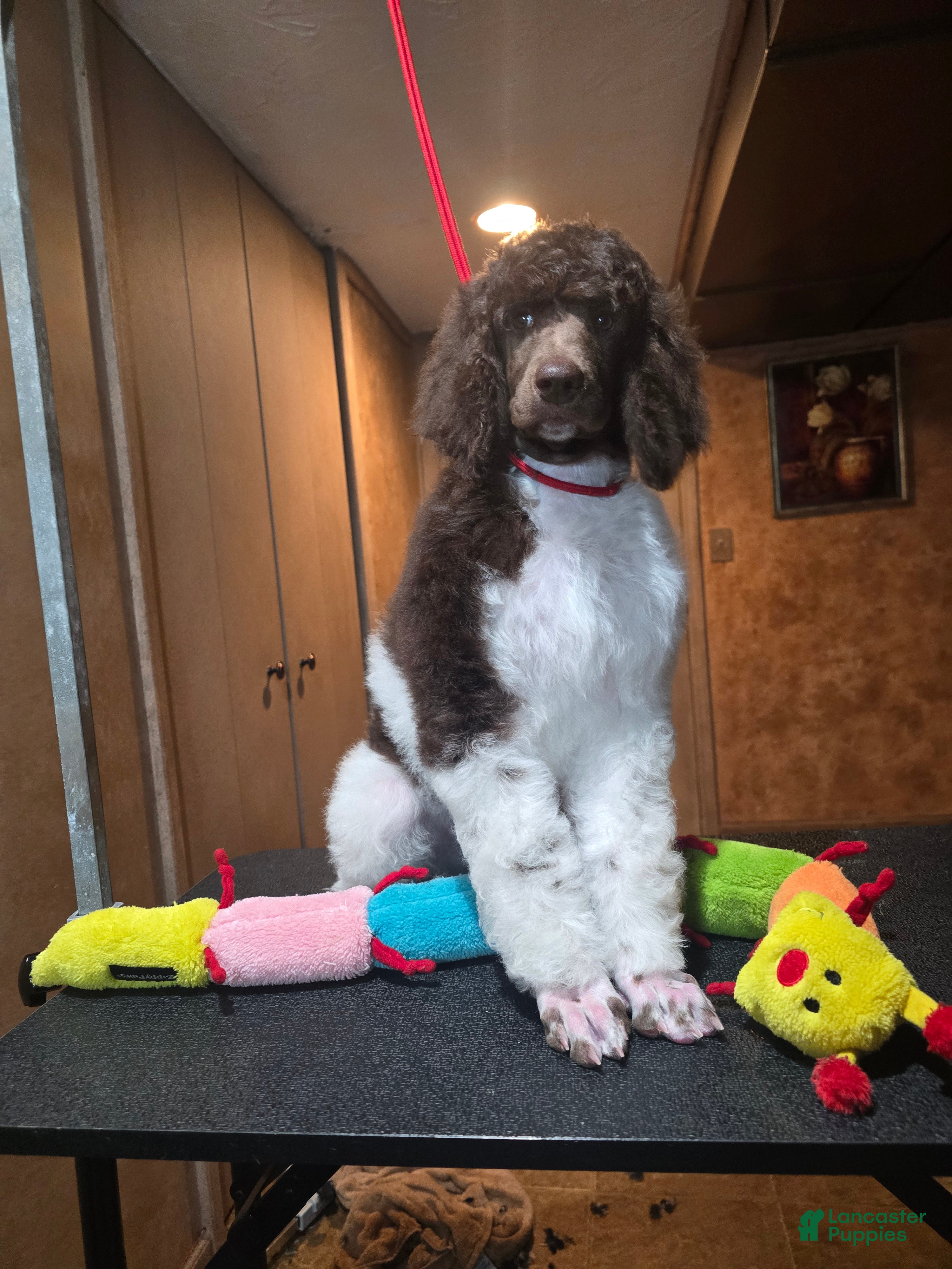 Standard Poodle dogs Cleopatra - Ad 40