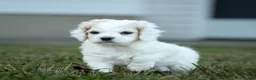 Cockapoo dogs for sale: Rover Cockapoo  - Ad 4