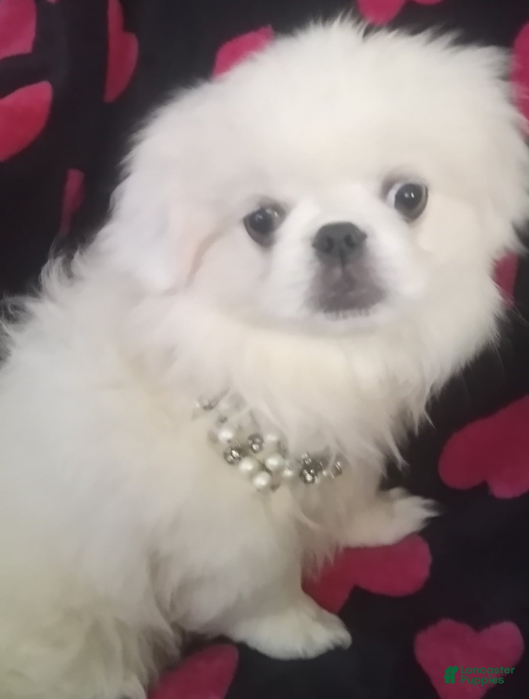 Pekingese dogs for sale: Wonder - Ad 5