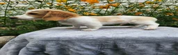 Miniature Dachshund dogs for sale: Flash - Ad 4
