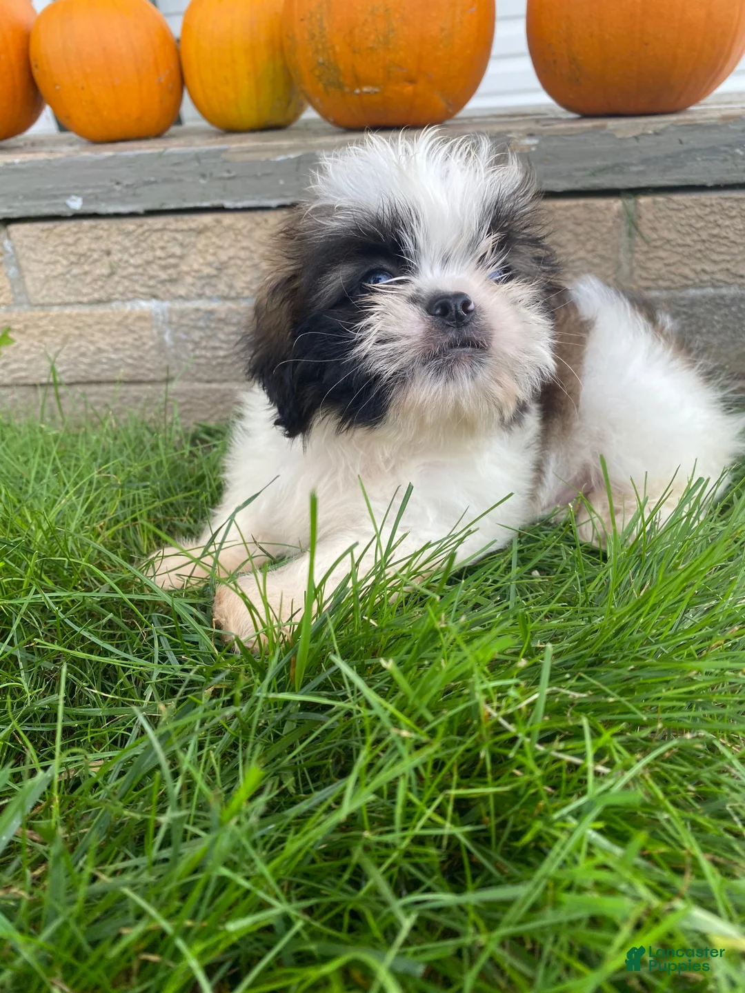 Shih Tzu dogs for sale: Oliver - Ad 10