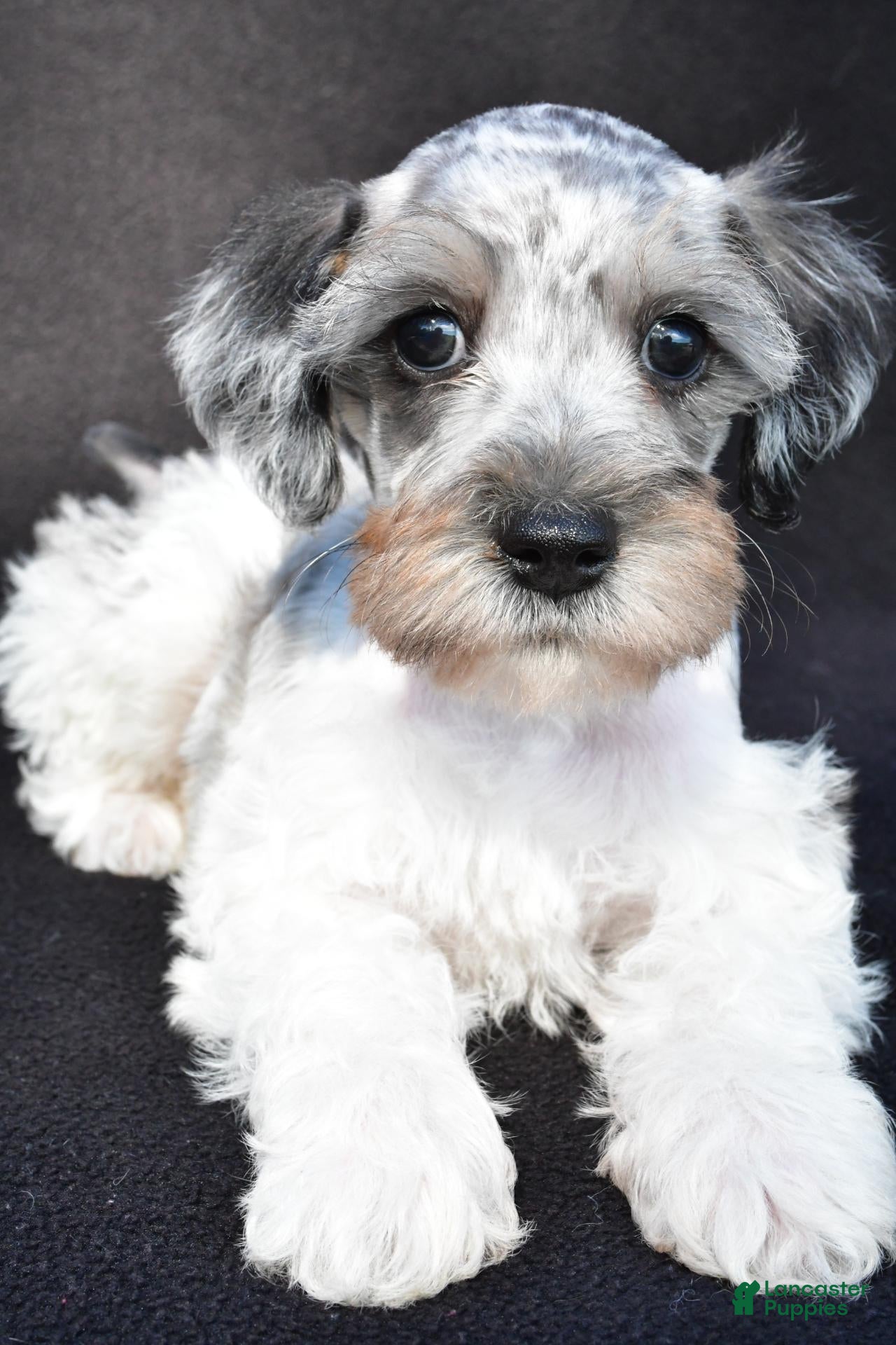 Schnoodle dogs Echo - Ad 2
