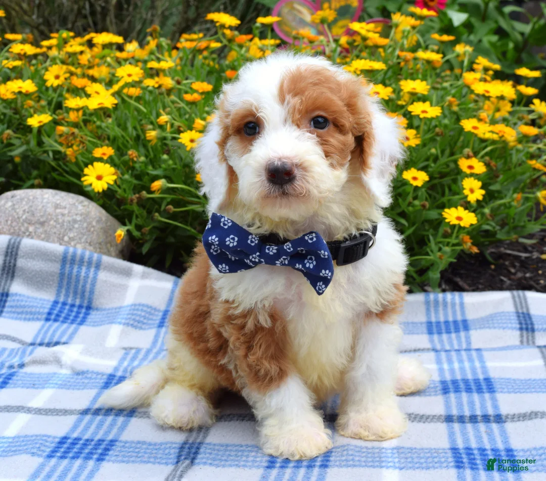 Sheepadoodle dogs for sale: Scout - Ad 8