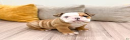 English Bulldog dogs for sale: Rocky - Ad 4