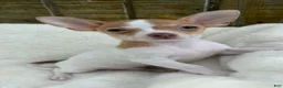 Chihuahua dogs for sale: Chihuahua Puppy 2 - Ad 14