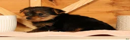 Yorkshire Terrier dogs for sale: Vinnie - Ad 7