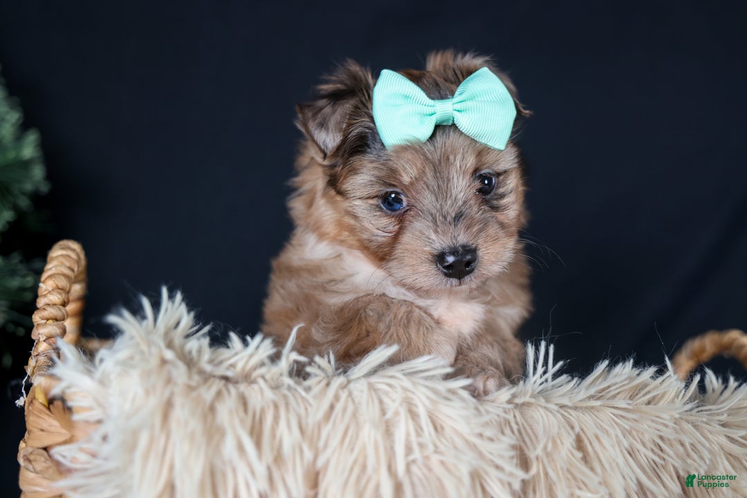 Mini Aussiedoodle dogs for sale: Gunner - Ad 6