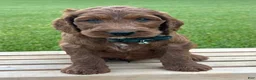 Irish Doodle dogs for sale: Finnley - Ad 14