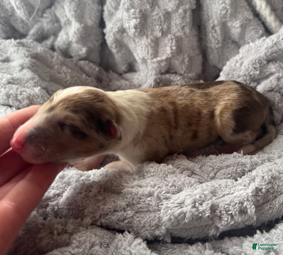 Collie dogs for sale: Denim  - Ad 1