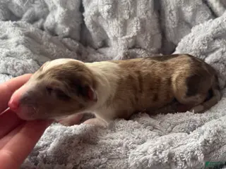 Collie dogs Denim - Ad 13