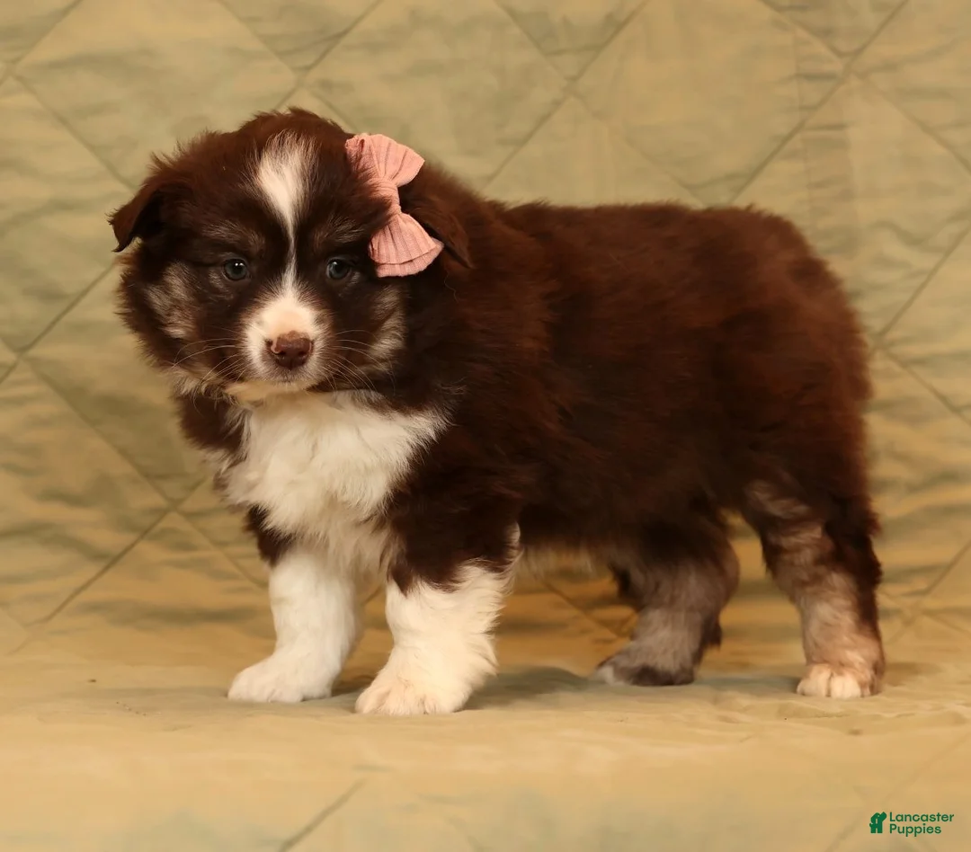 Miniature Australian Shepherd dogs for sale: Charlotte - Ad 5