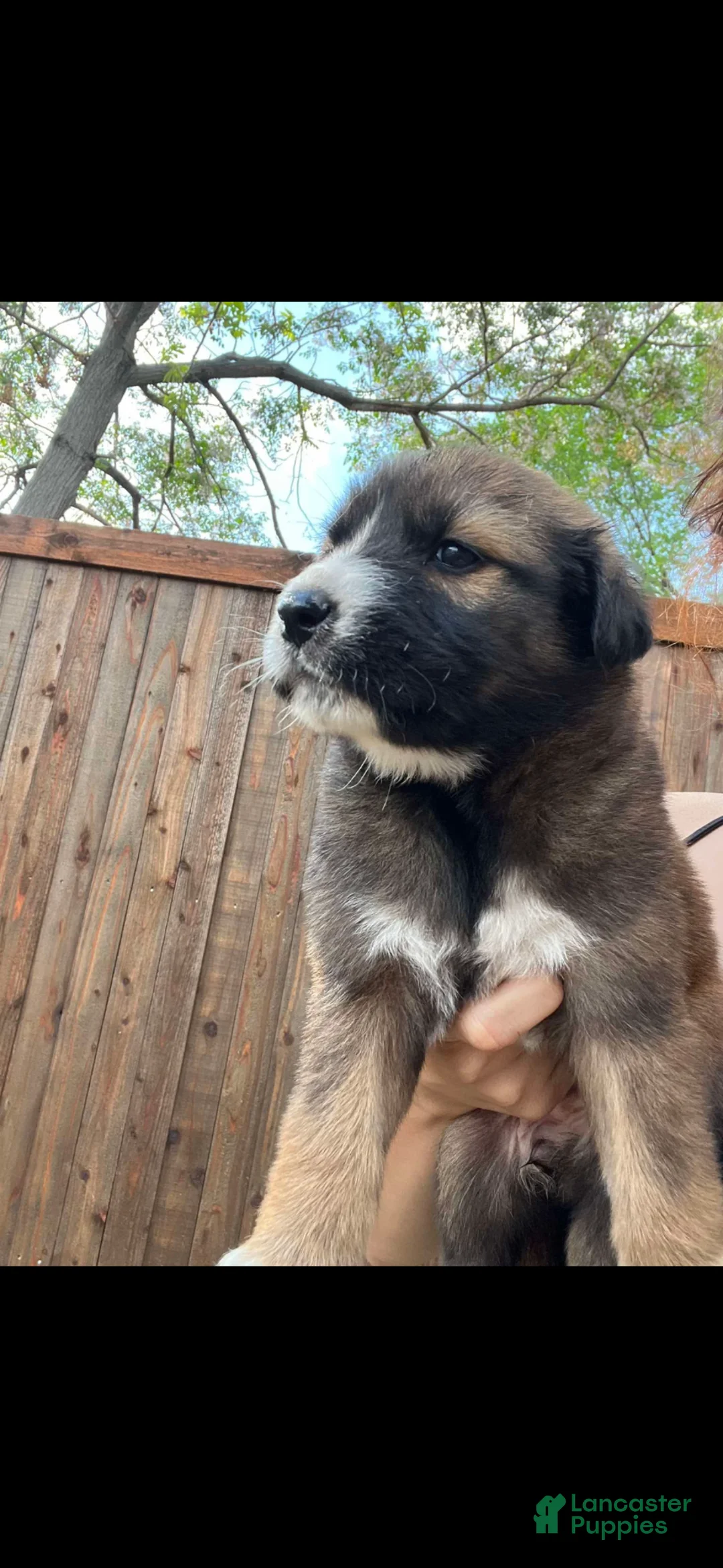 Labrador Retriever dogs for sale: Labrador Retriever Puppy 1 - Ad 1