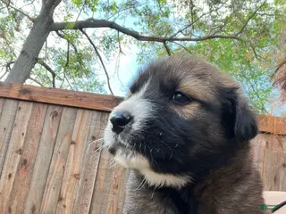 Labrador Retriever dogs Labrador Retriever Puppy 1 - Ad 10