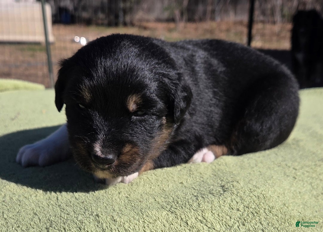 Australian Shepherd dogs for sale: Naomi - Ad 3