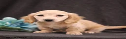Miniature Dachshund dogs for sale: Quest - Ad 3
