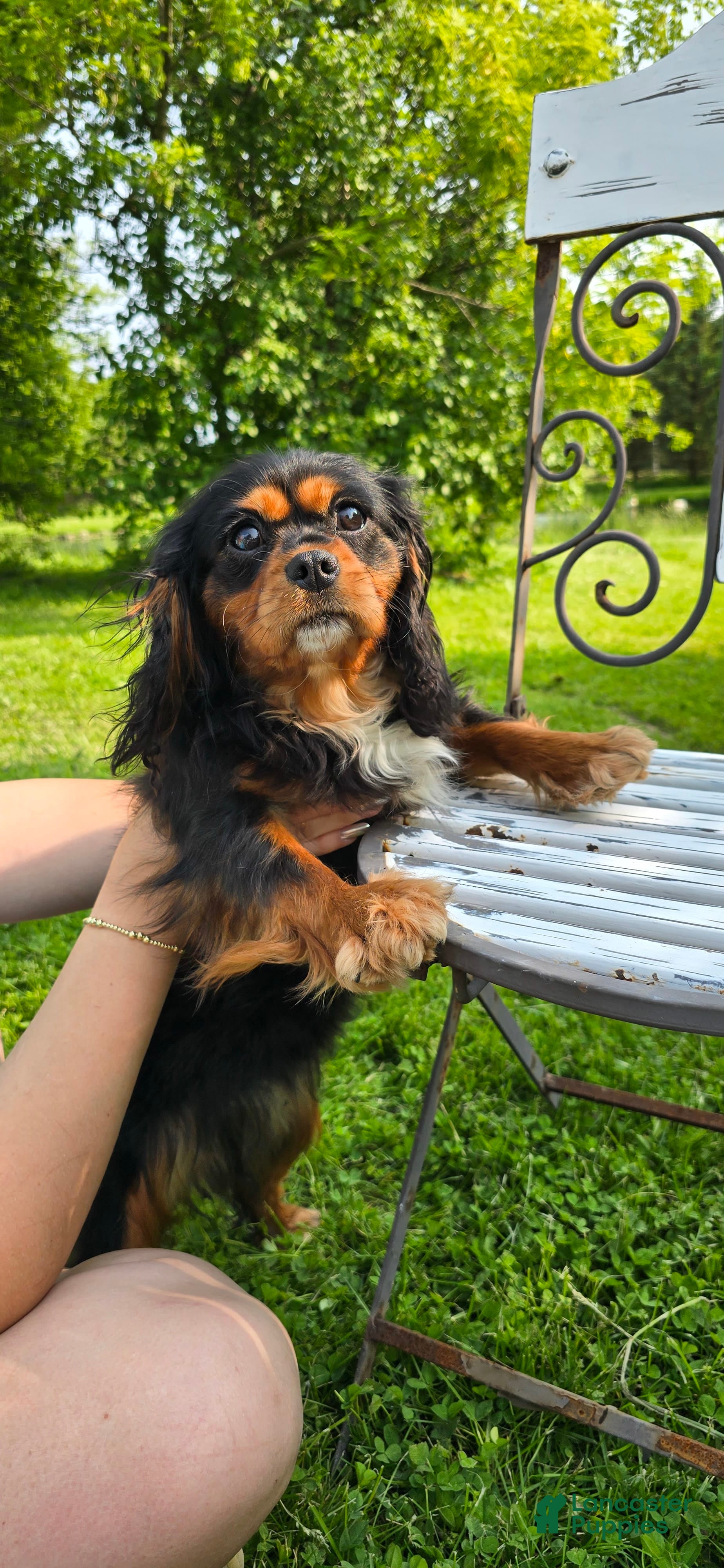 Cavalier King Charles Spaniel dogs Thea - Ad 2