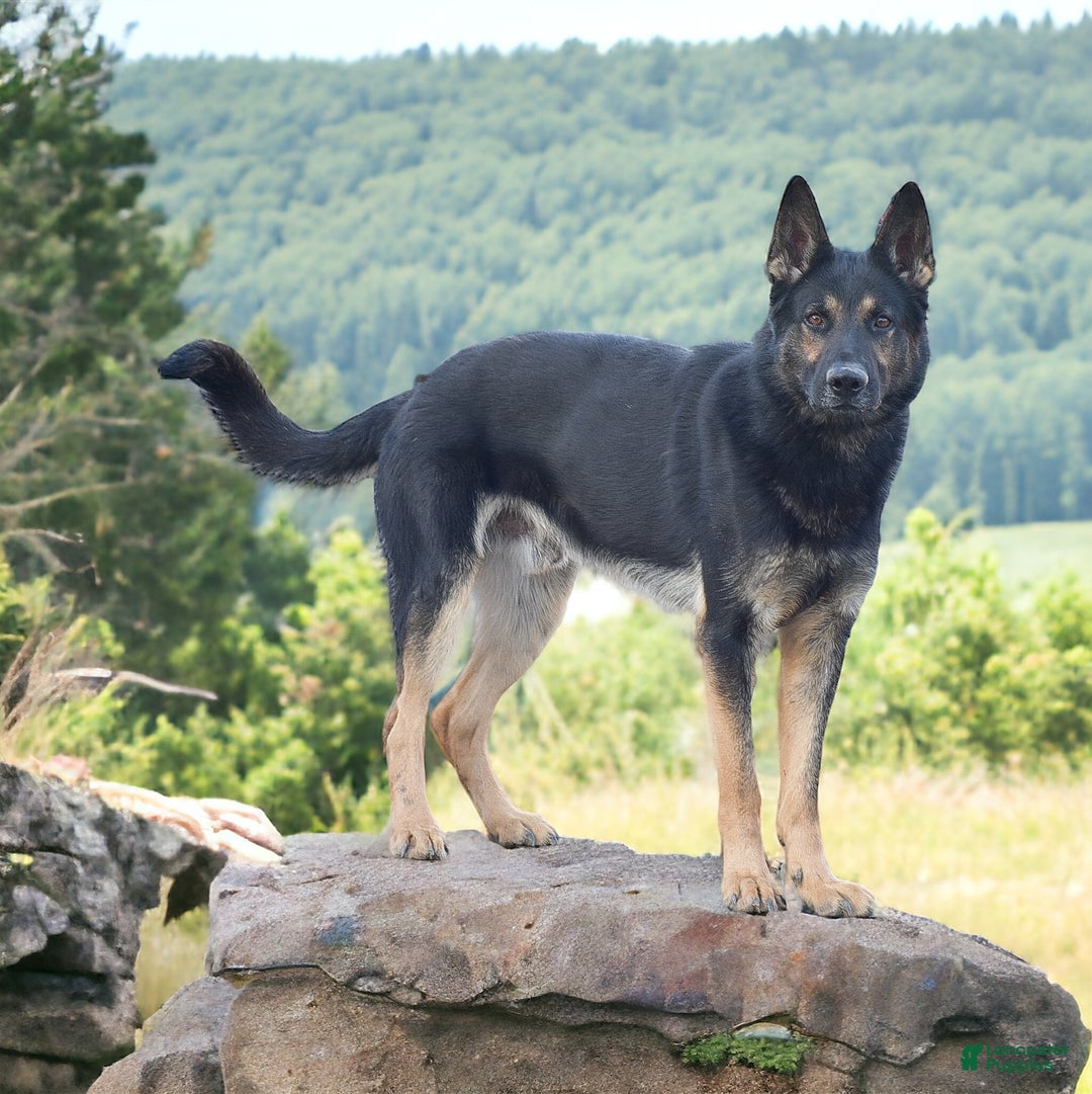 Mixed Breed dogs for sale: Arthur - Ad 6