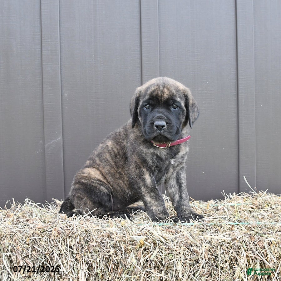 English Mastiff dogs Maple   - Ad 2