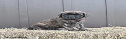 English Mastiff dogs for sale: Maple   - Ad 2