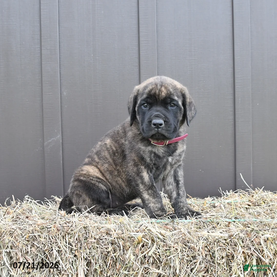 English Mastiff dogs for sale: Maple   - Ad 2