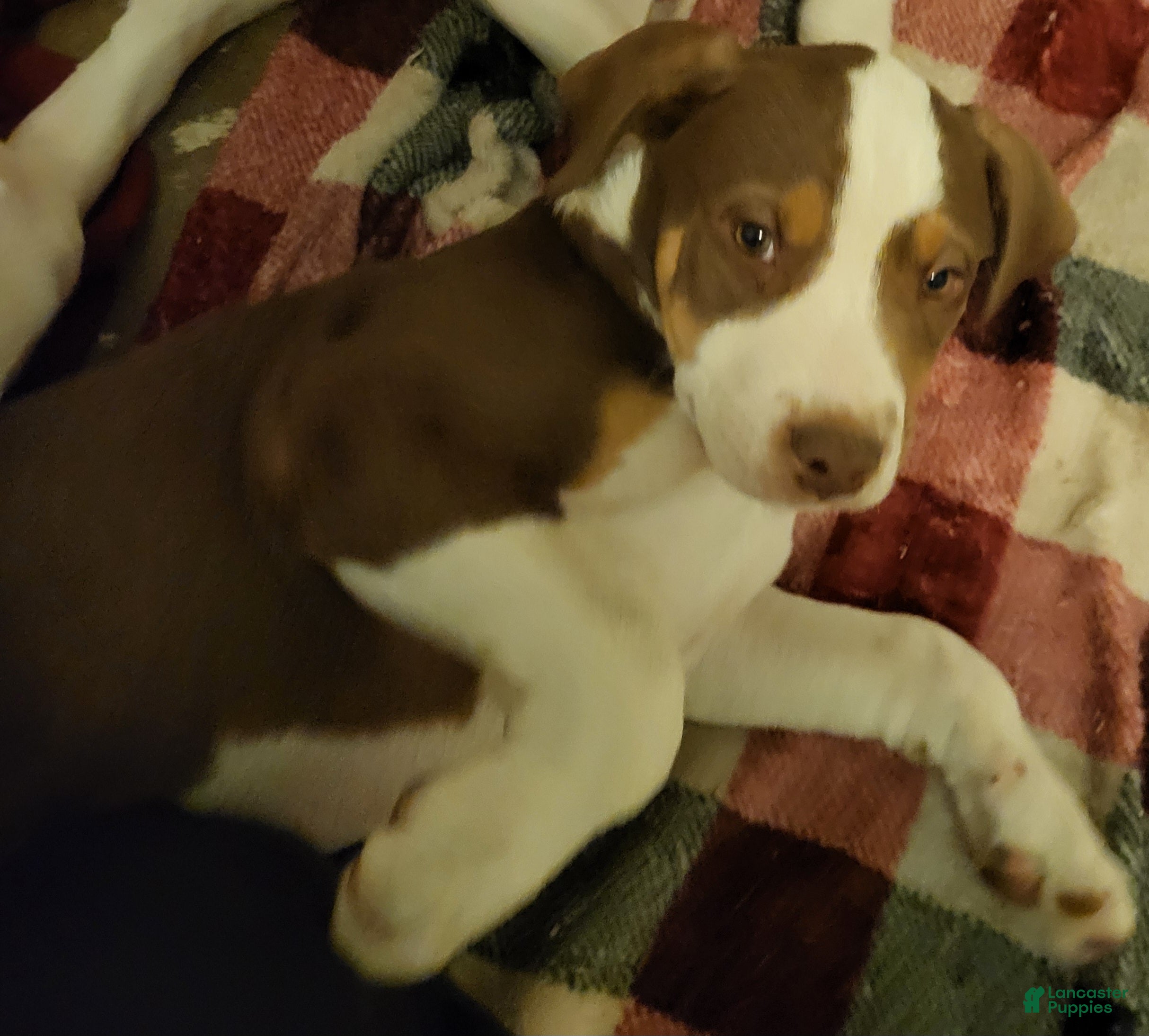 Mixed Breed dogs Danklin - Ad 39