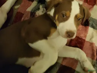 Mixed Breed dogs for sale: Danklin - Ad 1