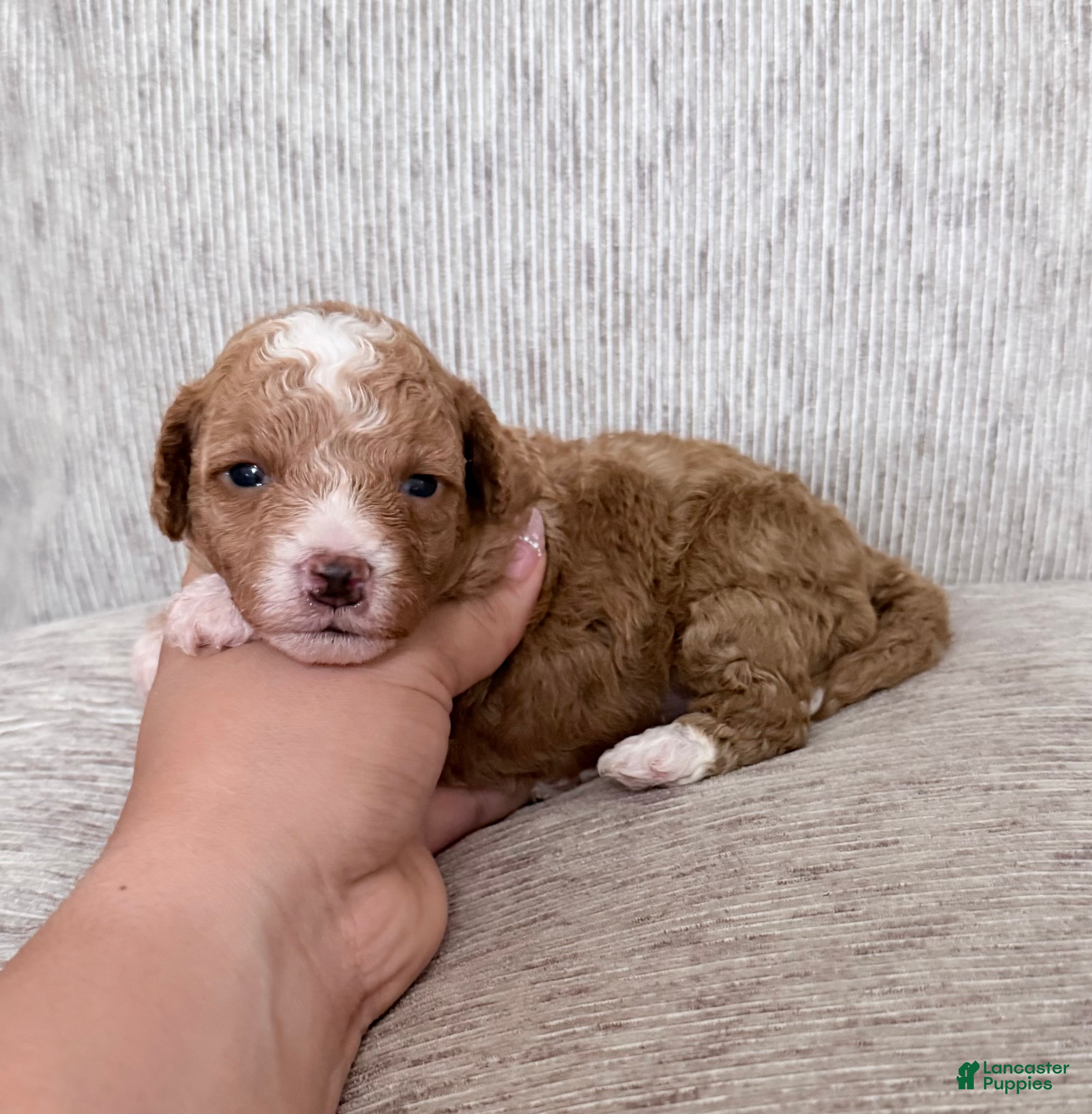 Mini Goldendoodle dogs Puppy 1 - Ad 25