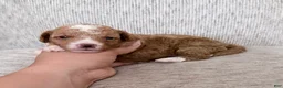 Mini Goldendoodle dogs for sale: Puppy 1 - Ad 1