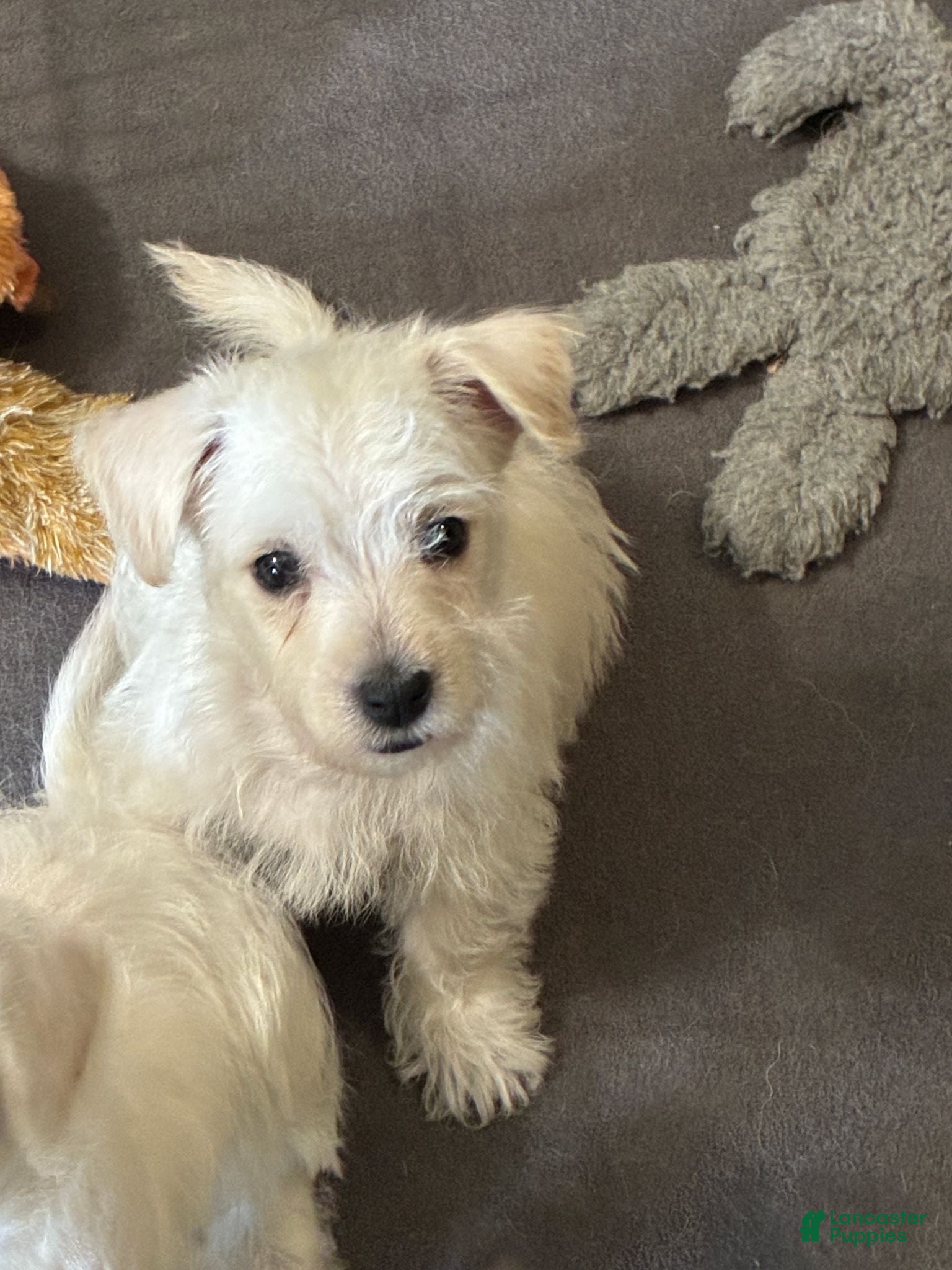 Westiepoo dogs Westiepoo 3 - Ad 3