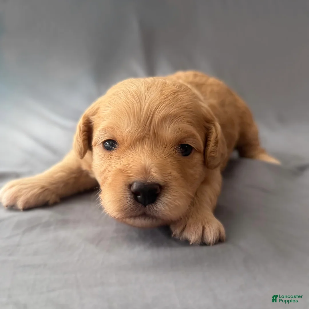 Mini Goldendoodle dogs for sale: Precious  - Ad 2